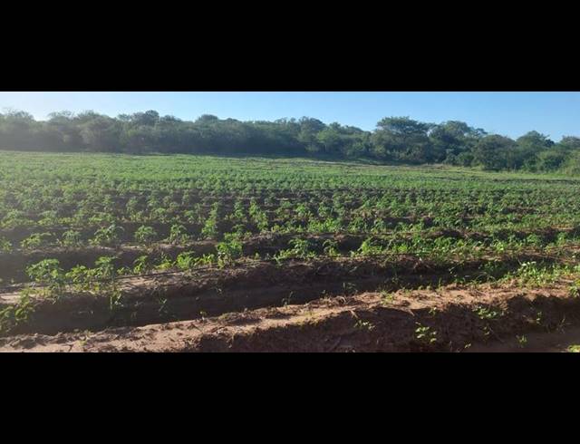 FARM FOR SALE IN MANGONDI